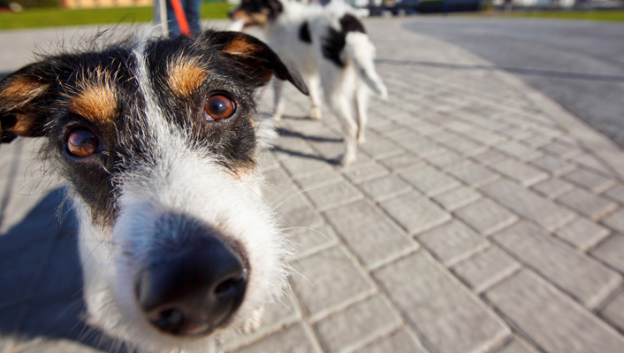 Parks for Pups