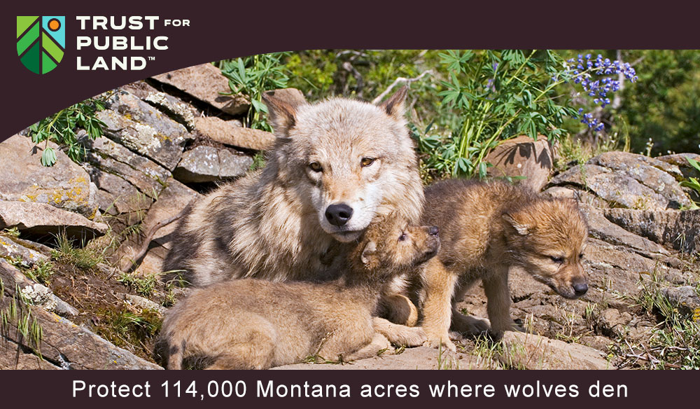 Protect 114,000 Montana acres where wolves den