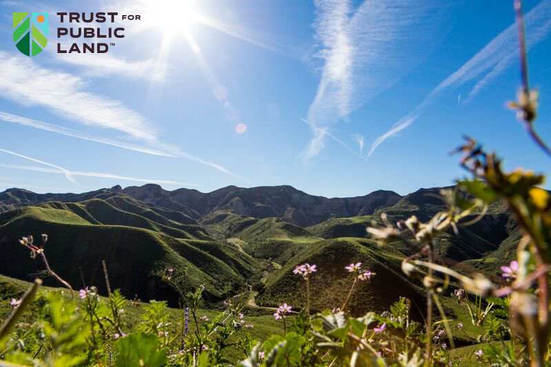 Green mountain landscape with pink flowers and sunny, blue sky